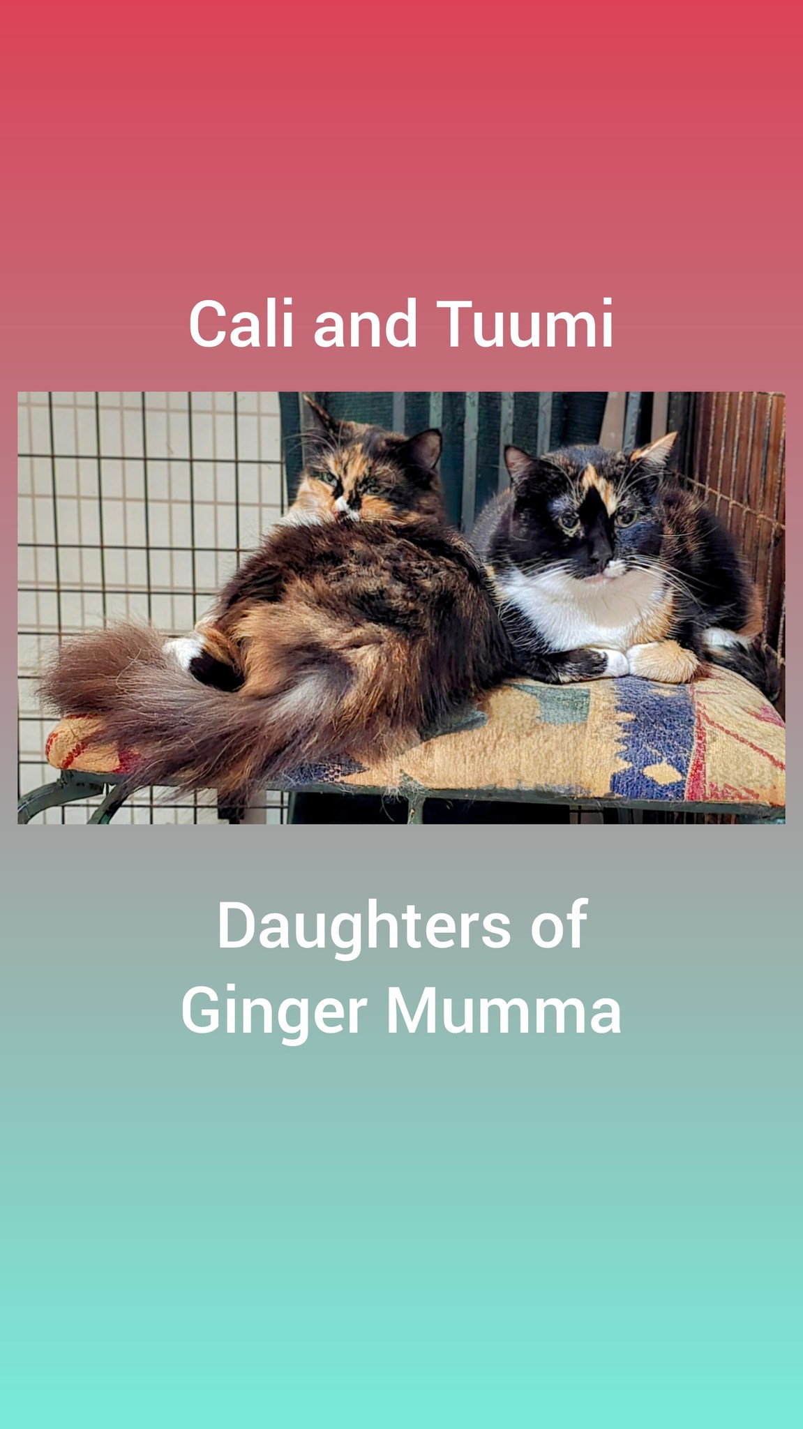 Cali_and_Tuumi - Image from 2025-06-11