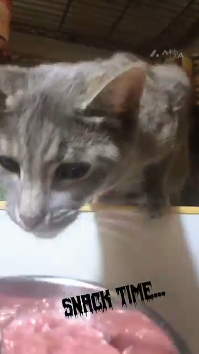 Cat Snacks are a thing… ð