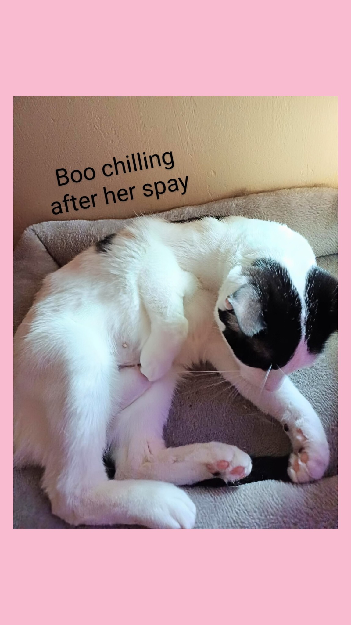Boo_Update - Image from 2025-06-18