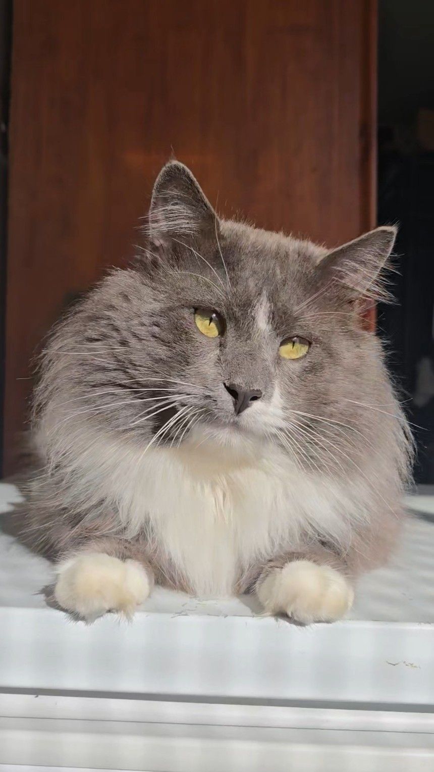 Cameras_are_for_cats - Image from 2025-06-20