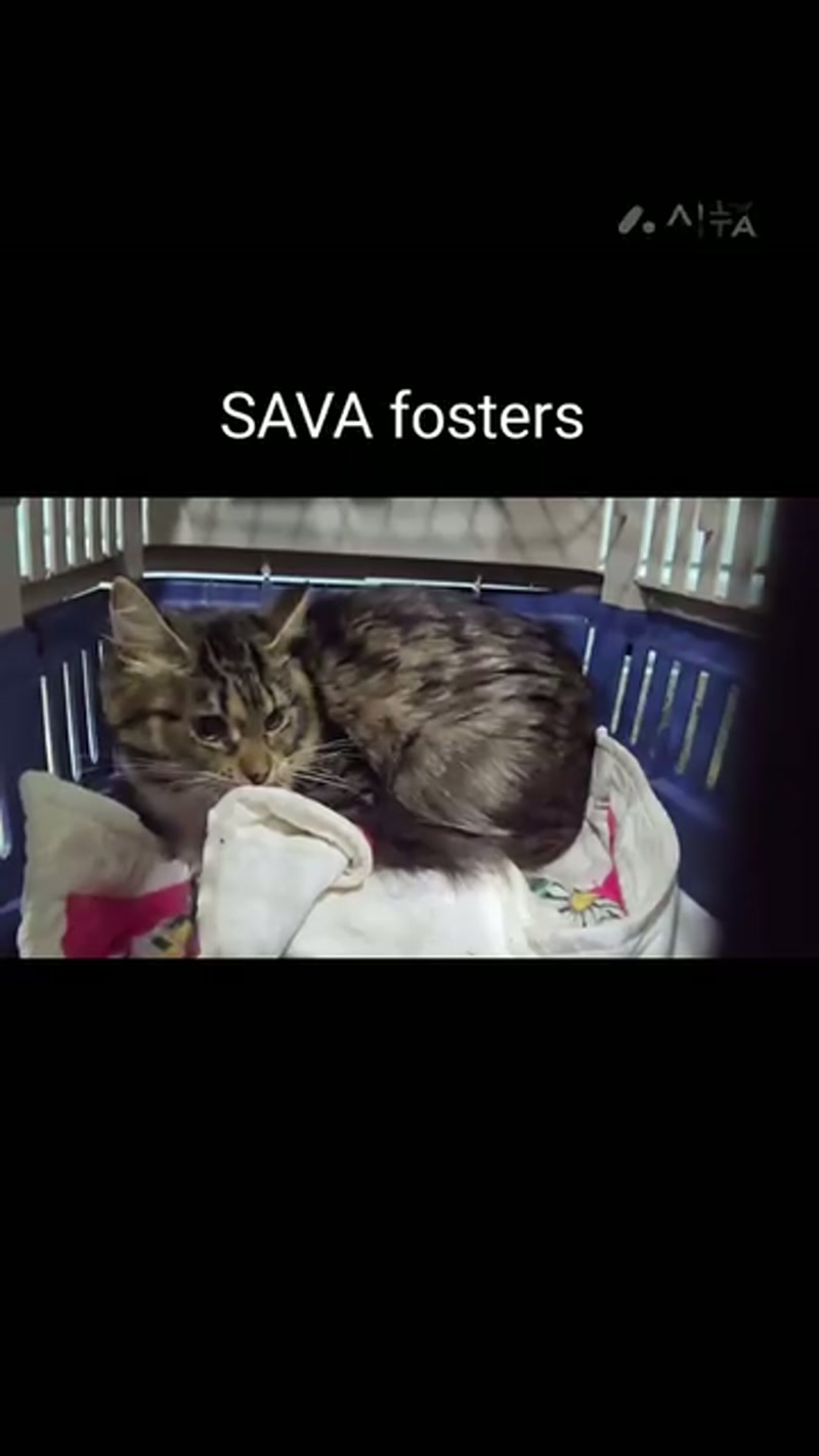 Yes, this darling meowed…