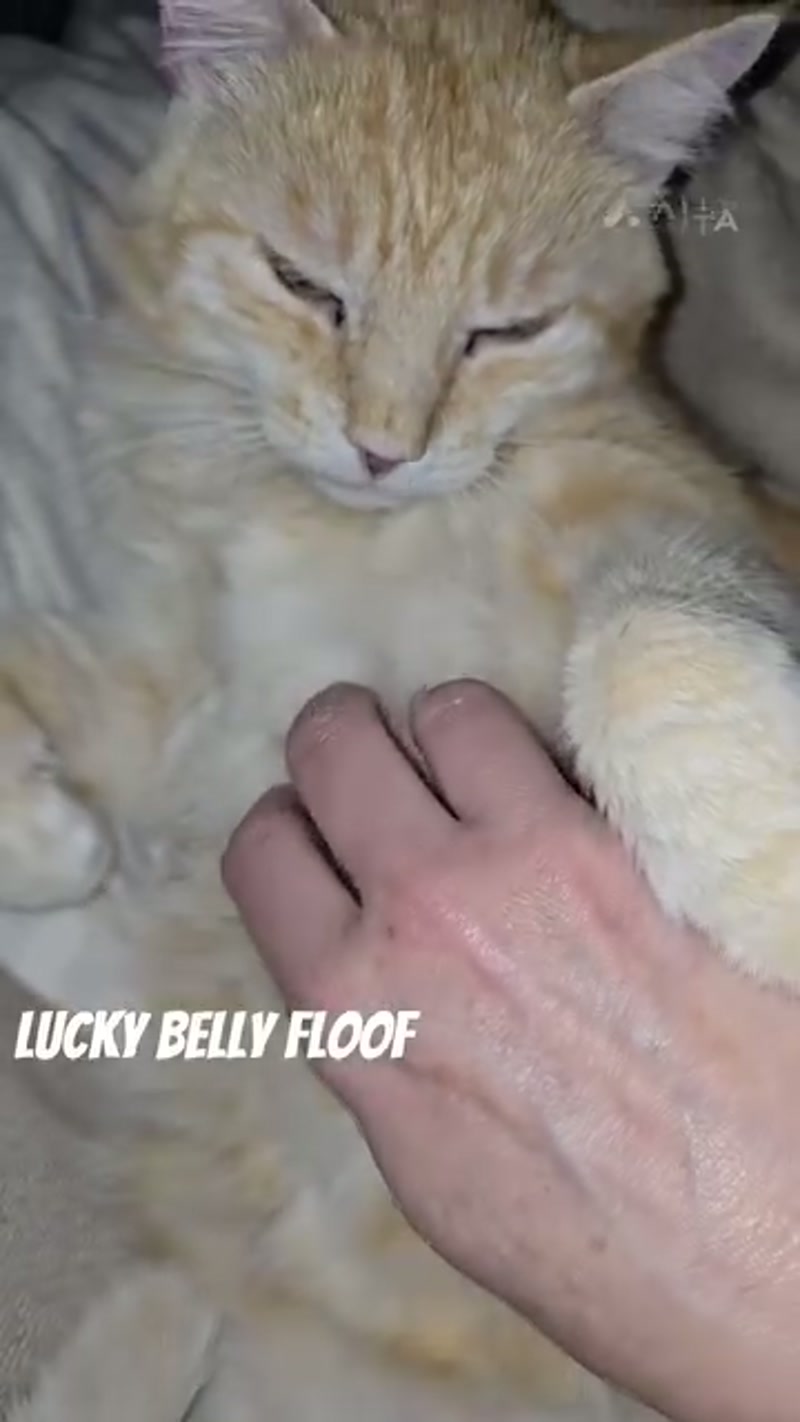 Lucky boy n his belly ð