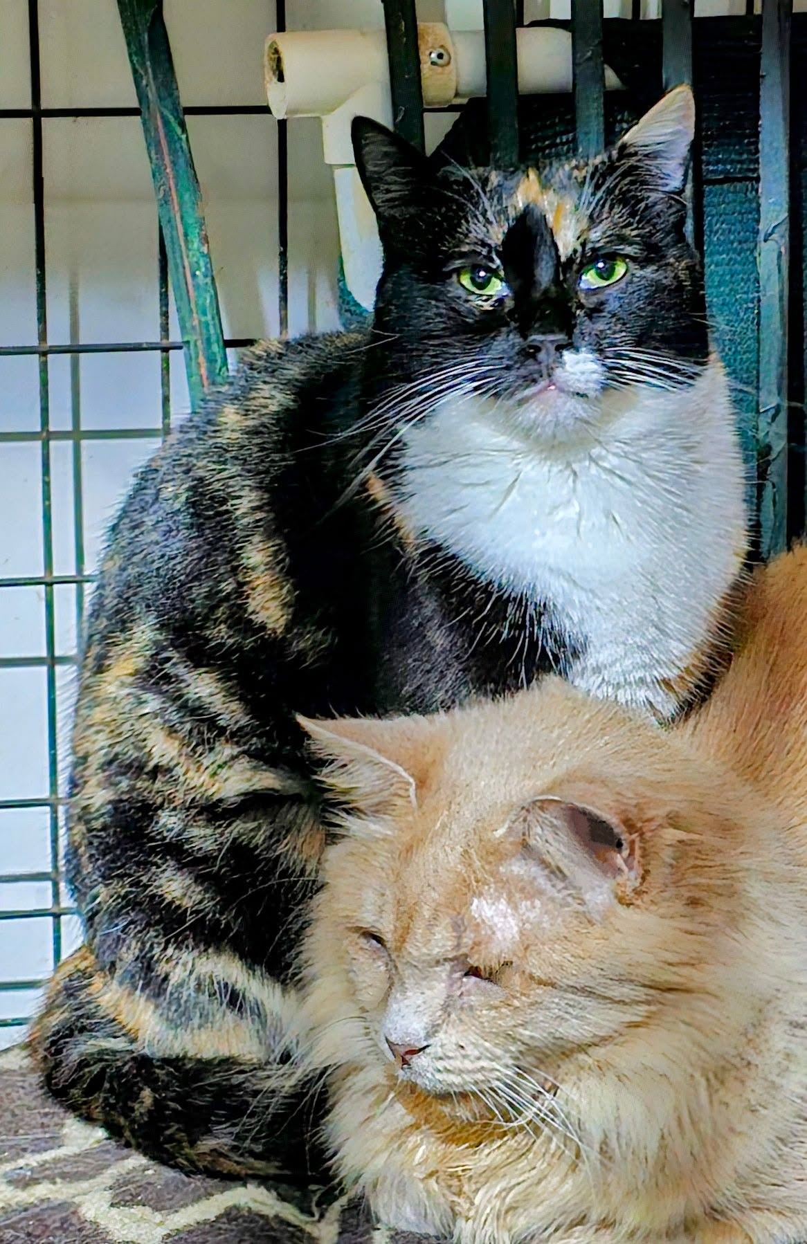Tuumi and her Ginger Mumma… ð