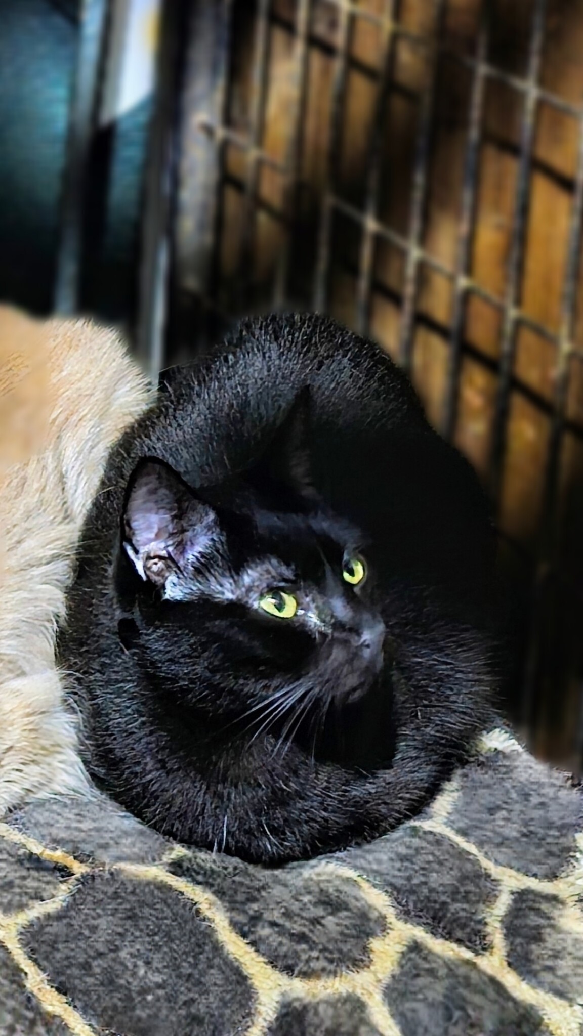 The_ultimate_loaf - Image from 2025-07-06