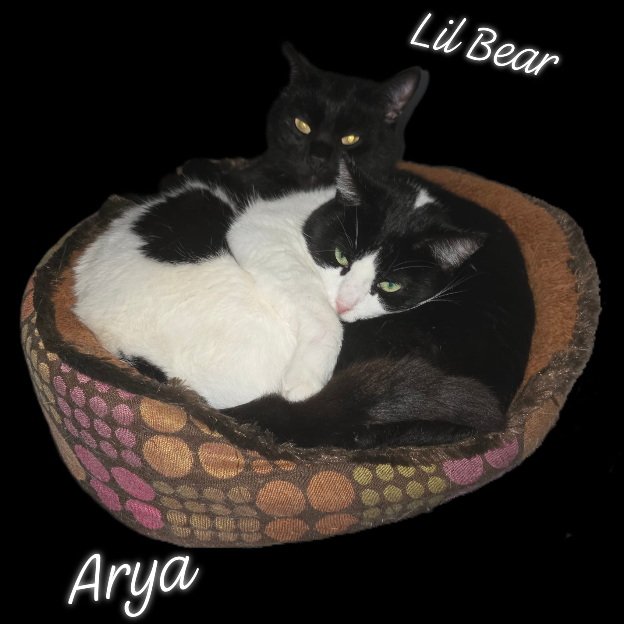 Grab_a_buddy_n_snuggle - Image from 2025-07-15