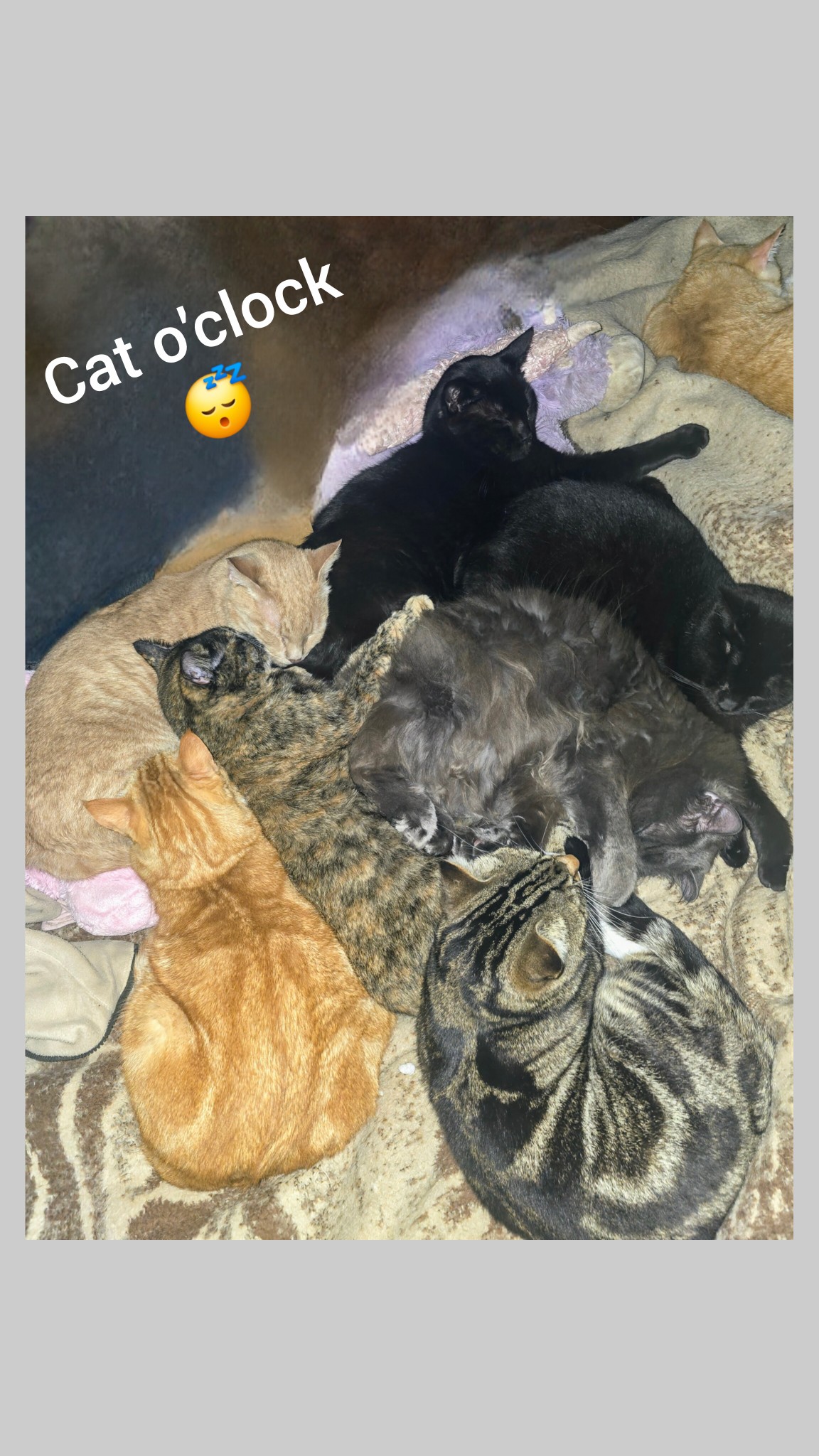Continuing_the_snuggle_puddle - Image from 2025-07-16