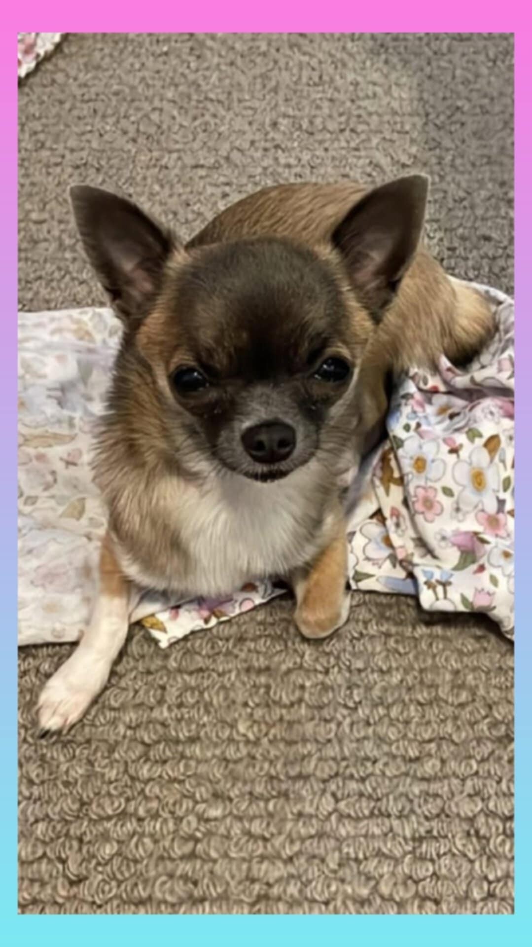 Have you seen POPPY? ð