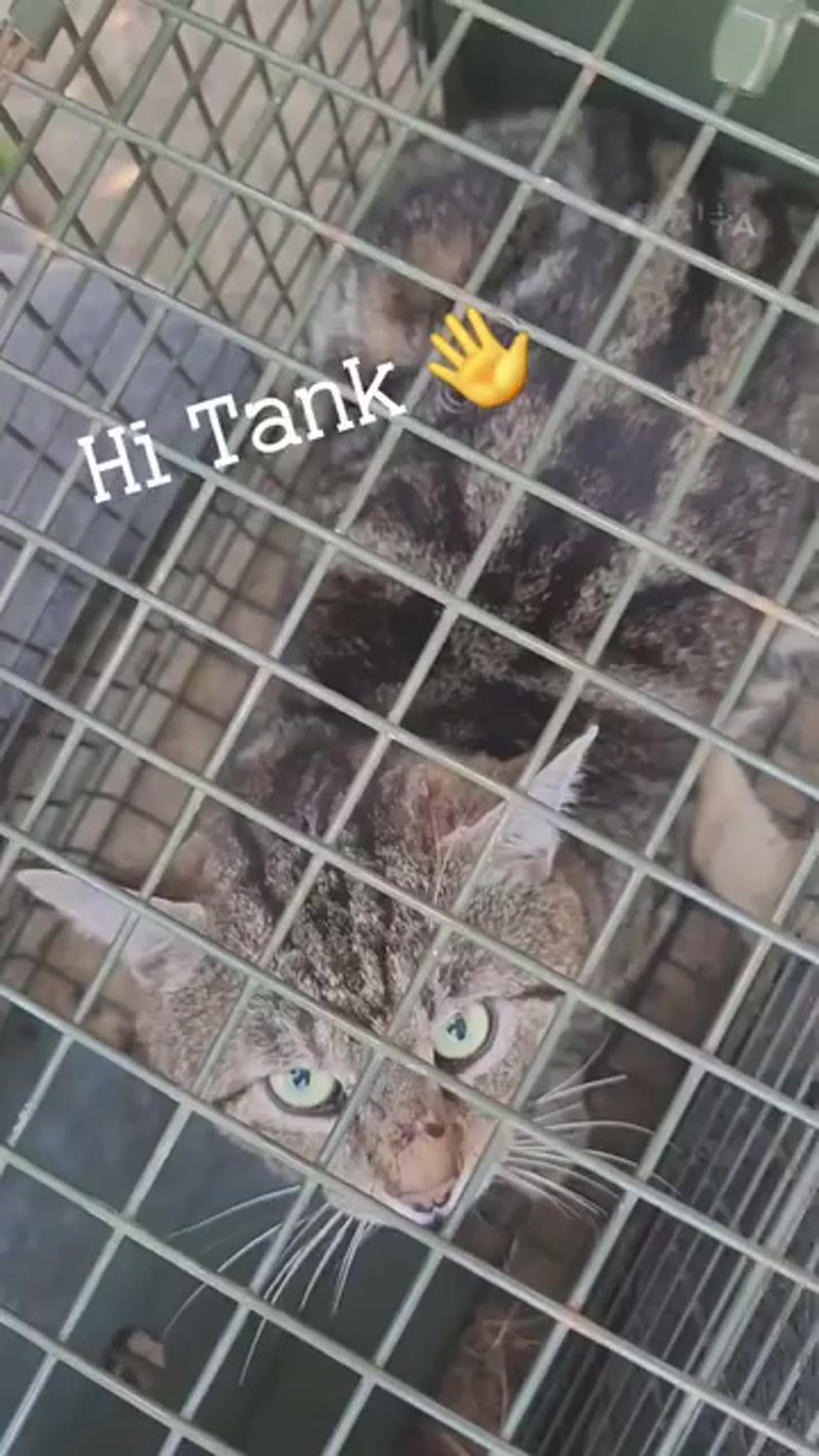 Introducing ð¥ Tank… ð