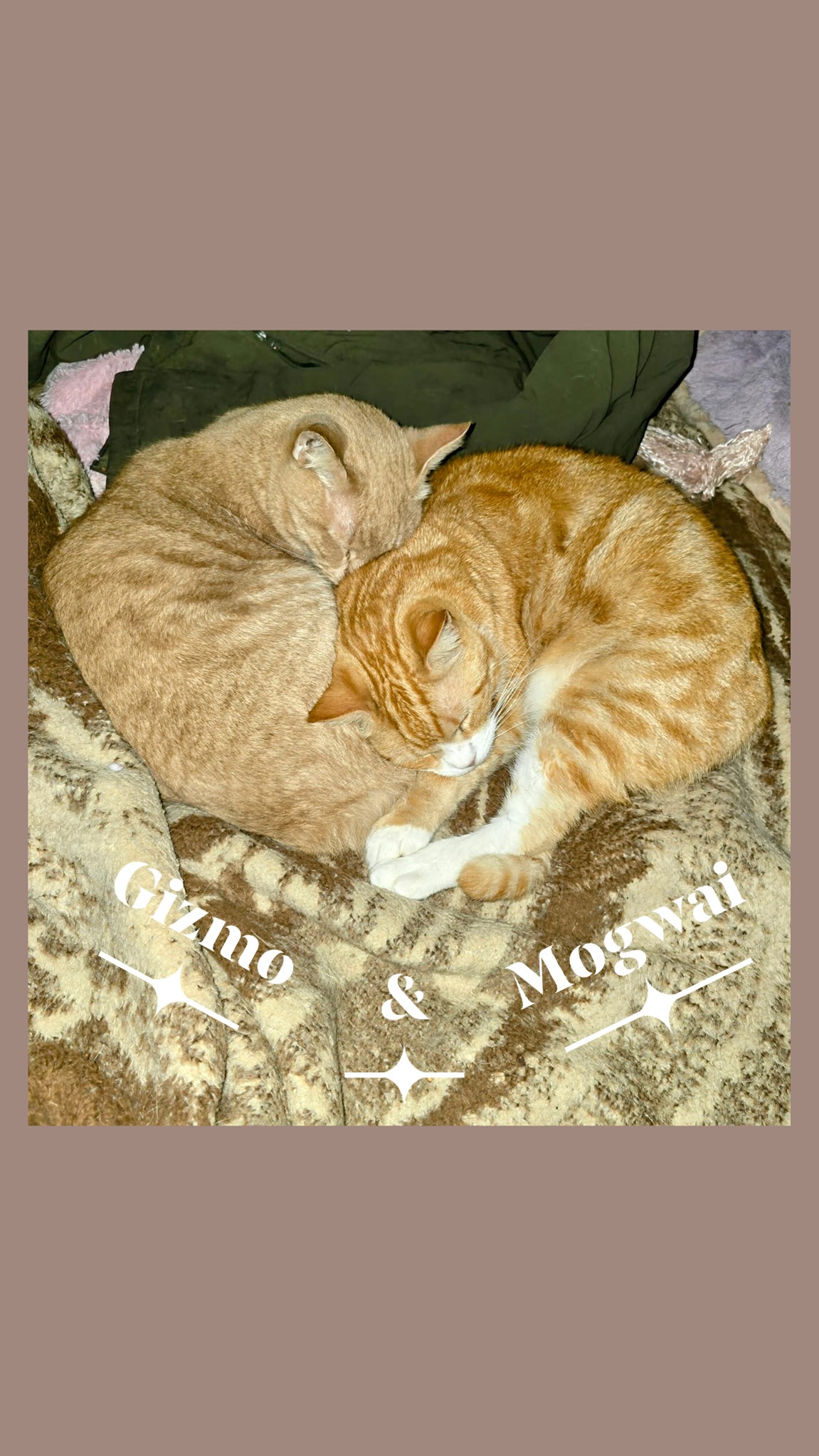 Our cats snuggling. Again âºï¸