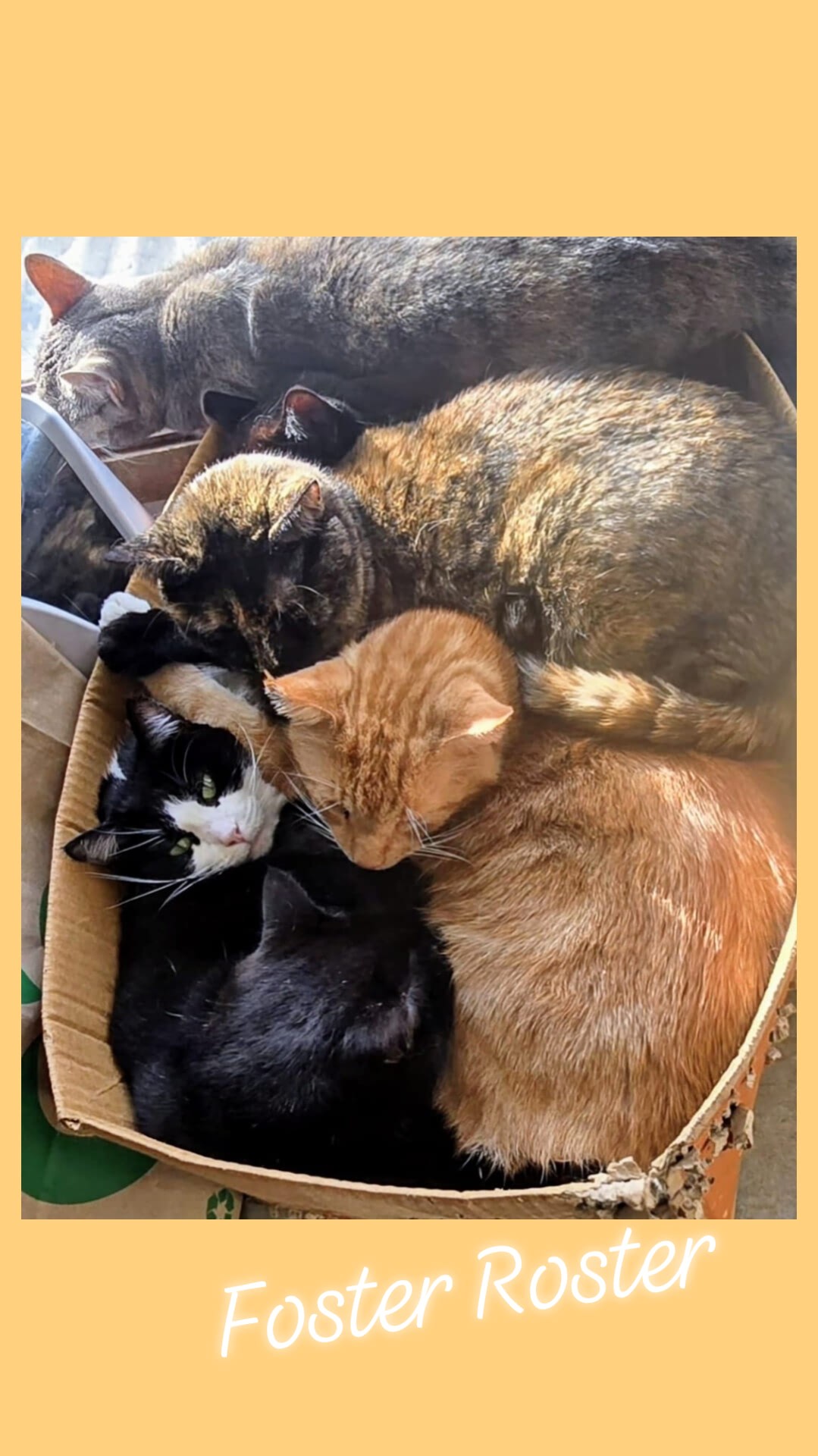How many fosters can you see? ð