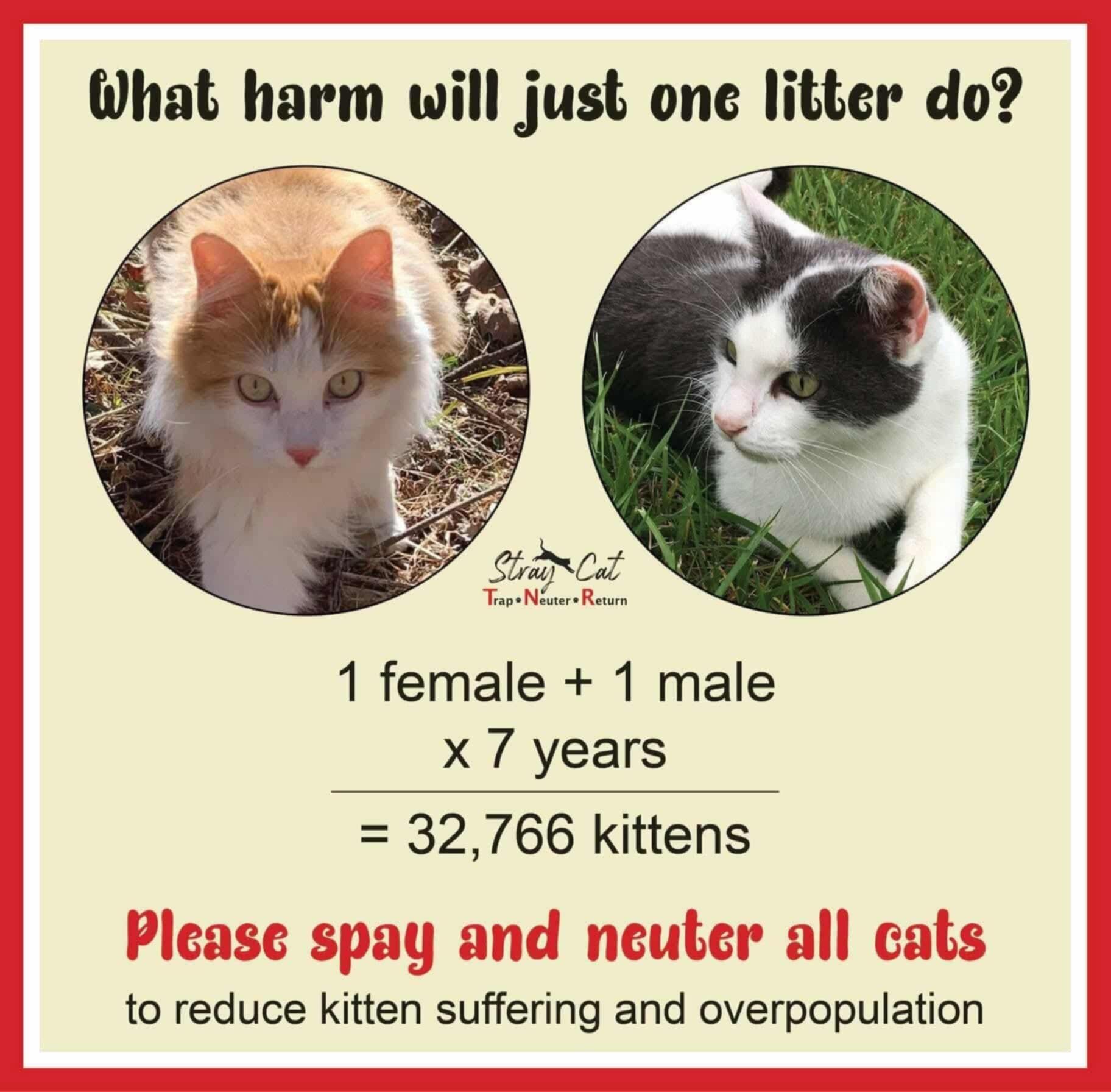 Help for HORNY cats! â£ï¸