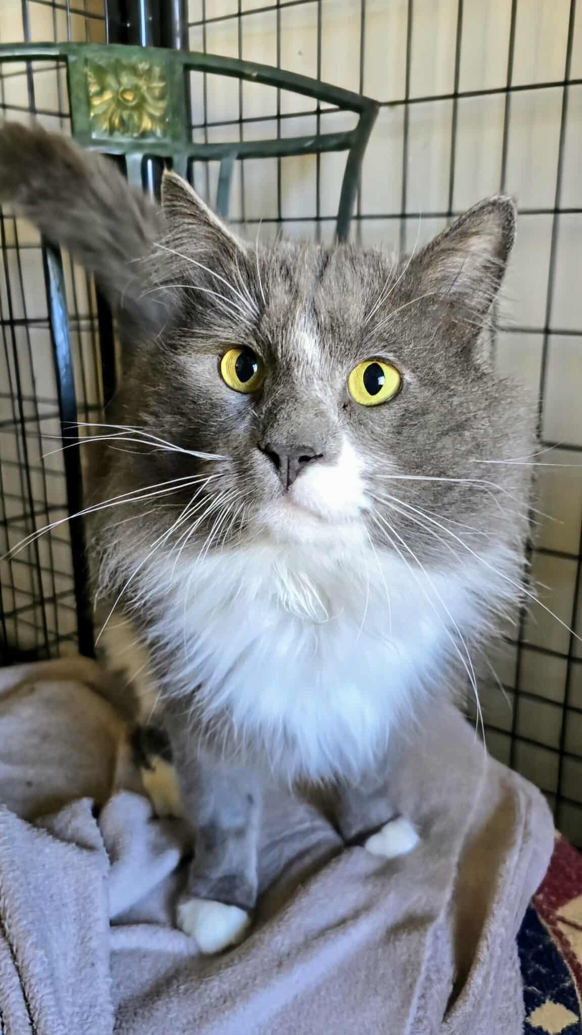 Big Blue in all his cat-nificence!