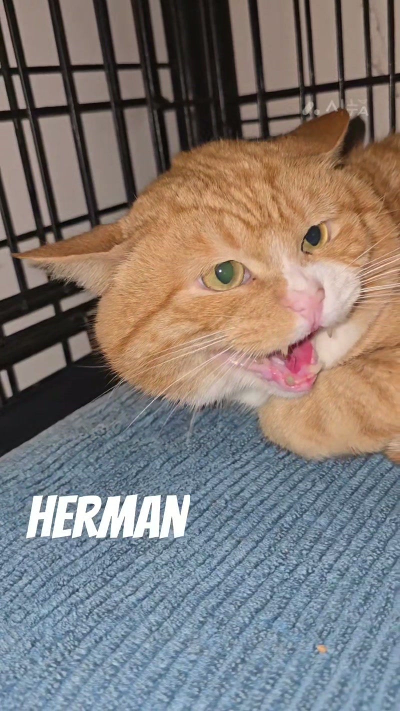 Herman and his hooman… ð
