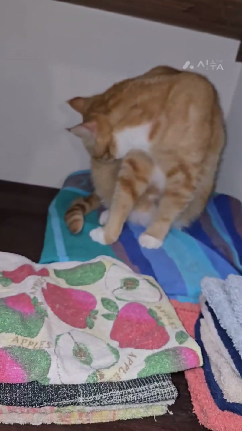 Laundry with Cats ð