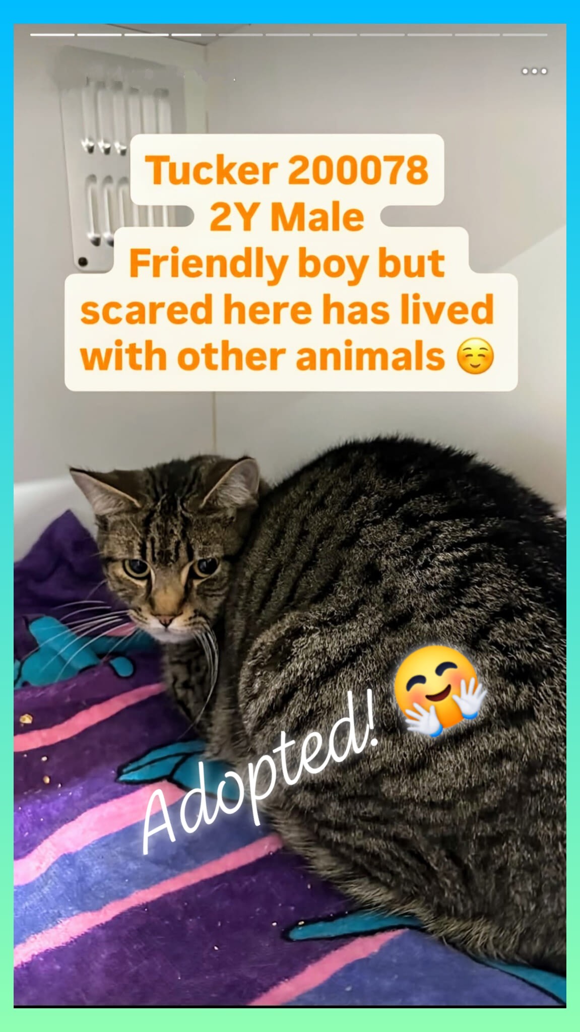 Truckie_WooWoo_is_adopted - Image from 2025-08-19