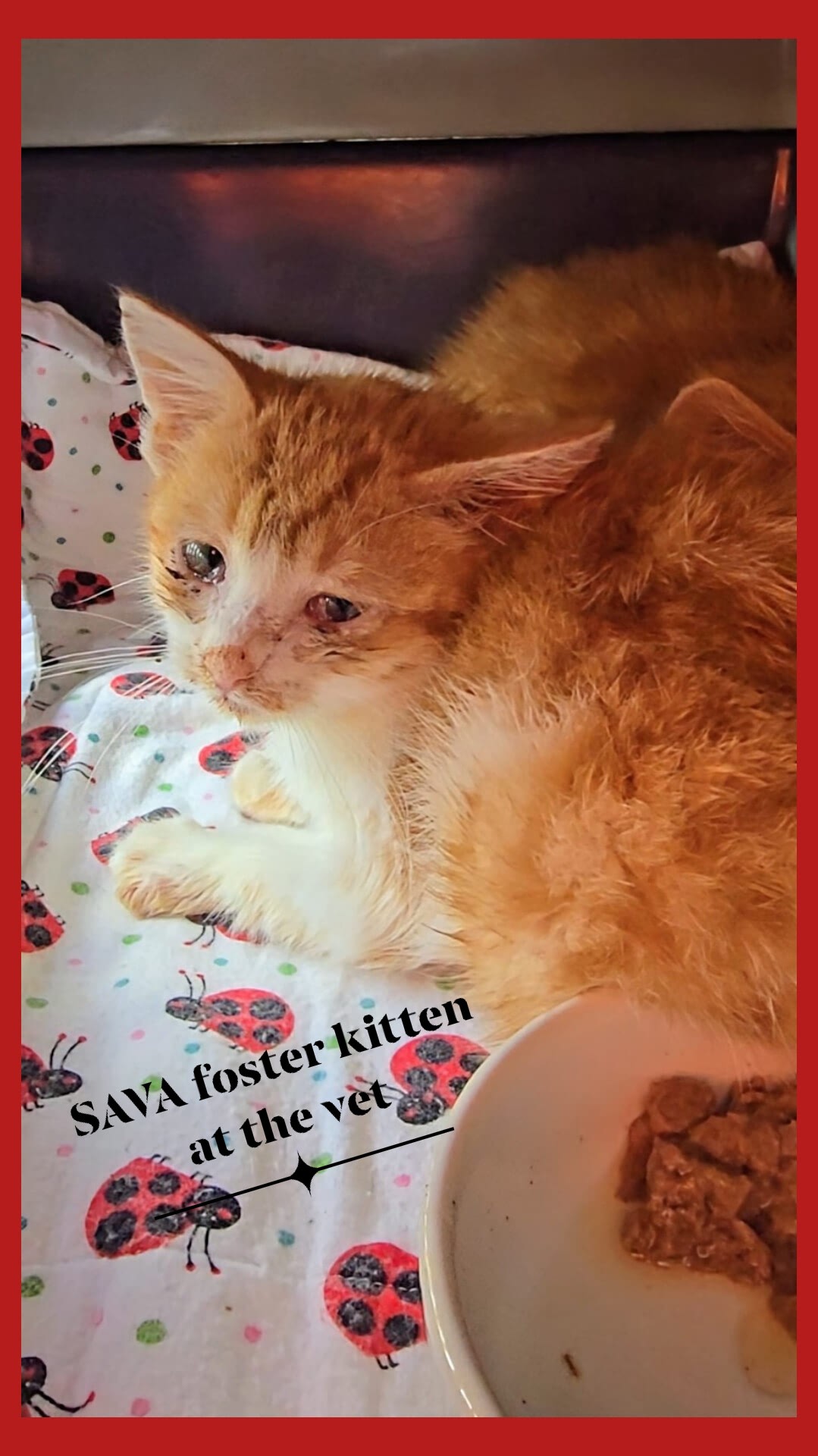 The real face of Kitten Season ð¥º