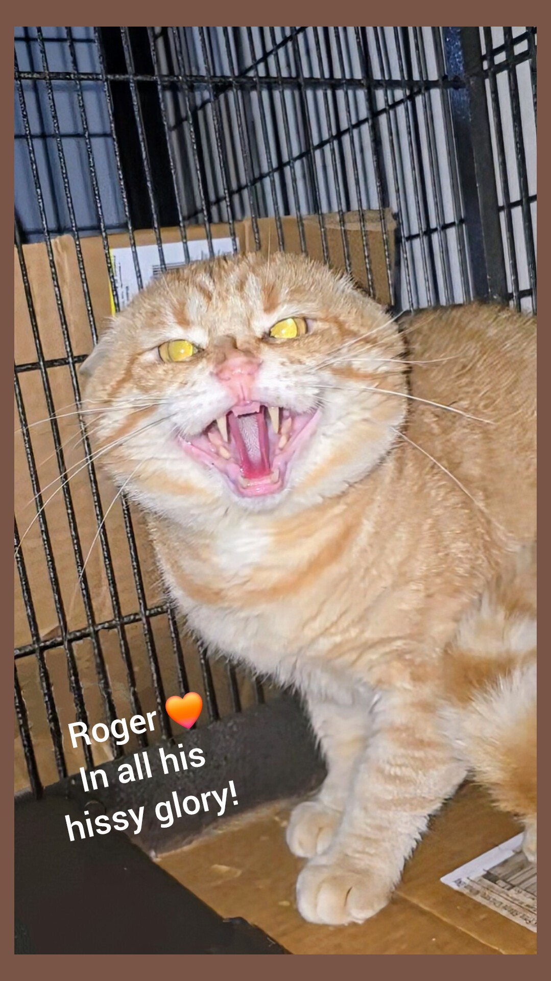 Roger's on a roll… ð