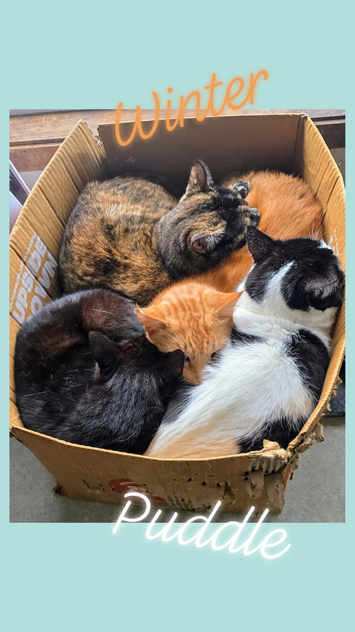 Cat_Box_still_going_strong - Image from 2025-08-27